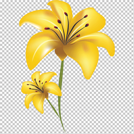 Yellow lily flower PNG image