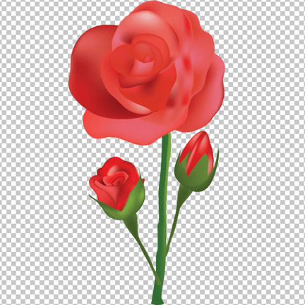 Red rose flower png image
