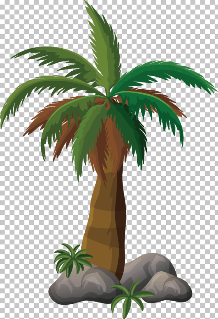 Coconut tree png image
