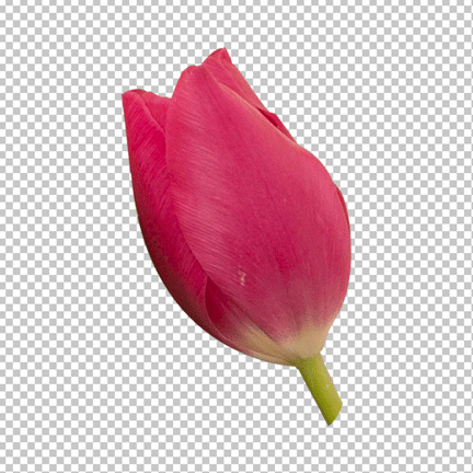 Red Tulip of rose PNG image