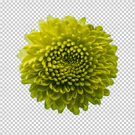 Green Flower PNG image