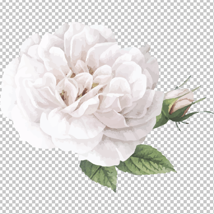 White rose Flower png image