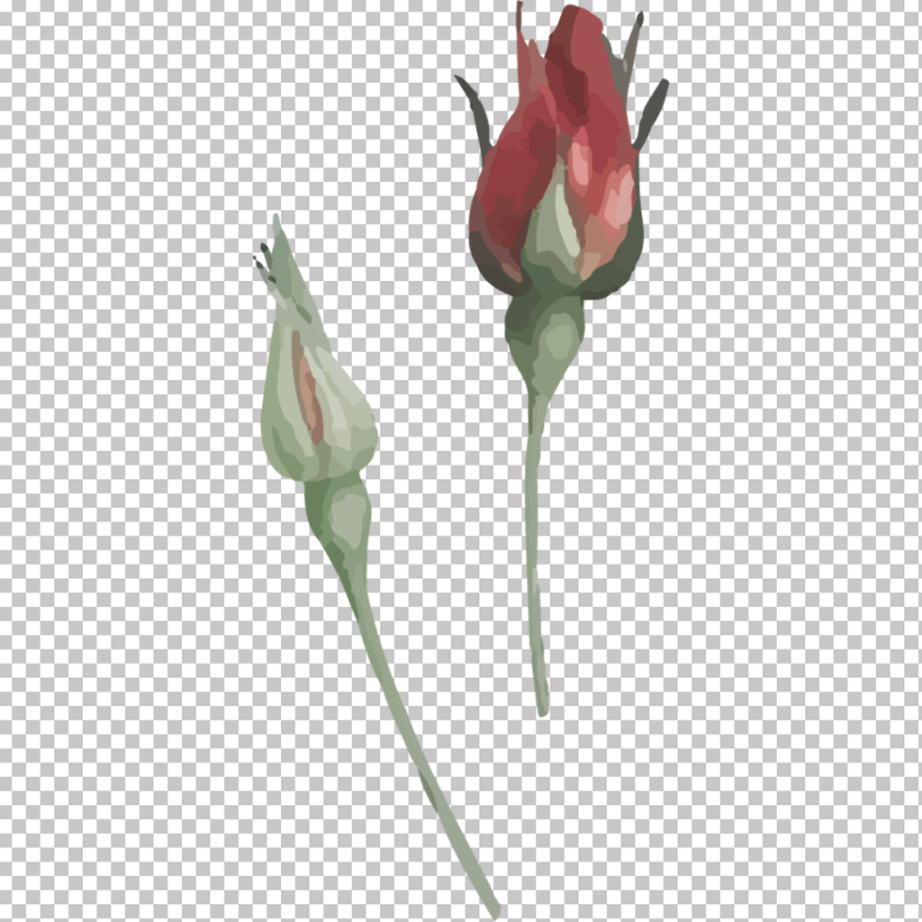 Two Tulip of rose PNG image