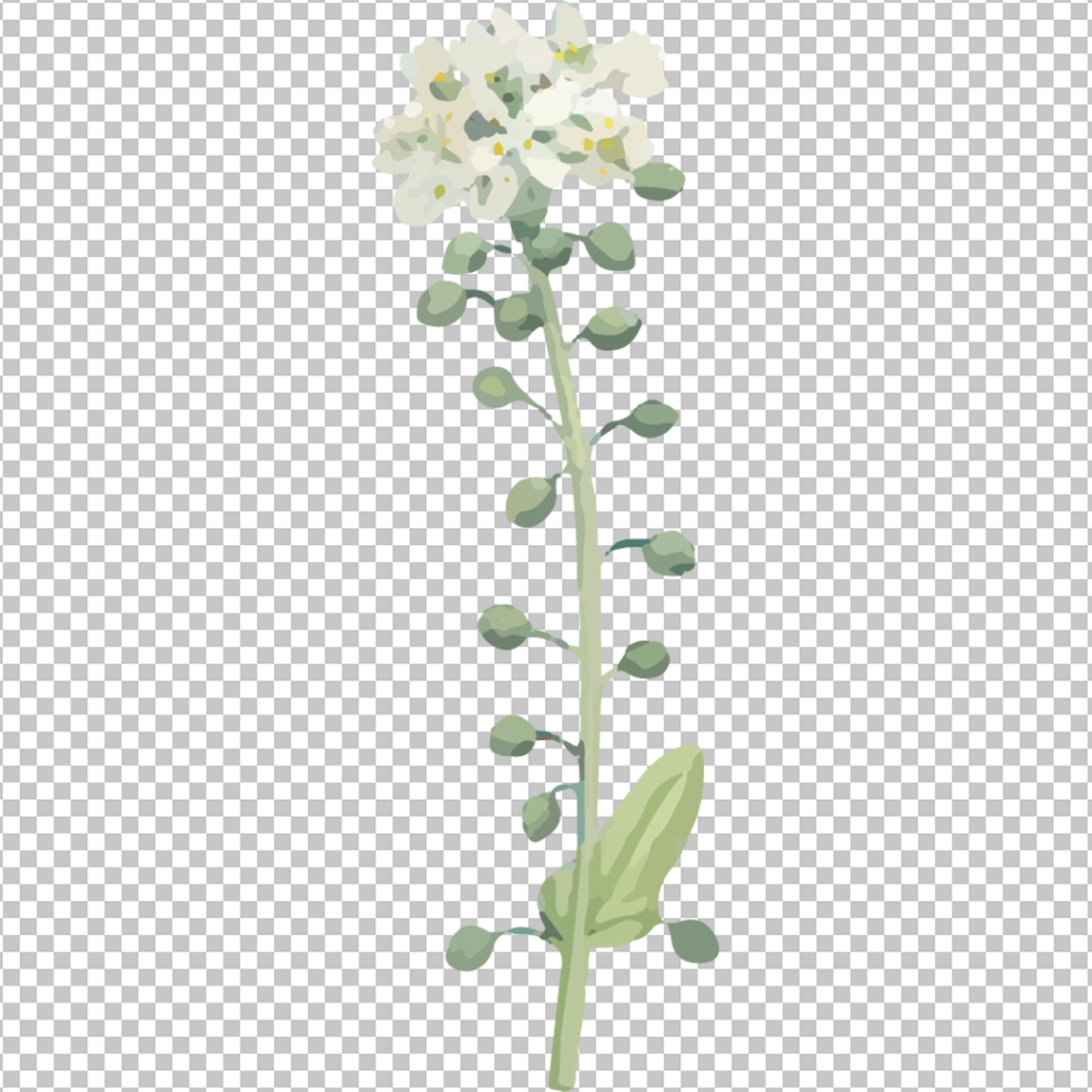 Watercolor flower PNG image