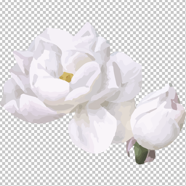 White rose watercolor flower png image