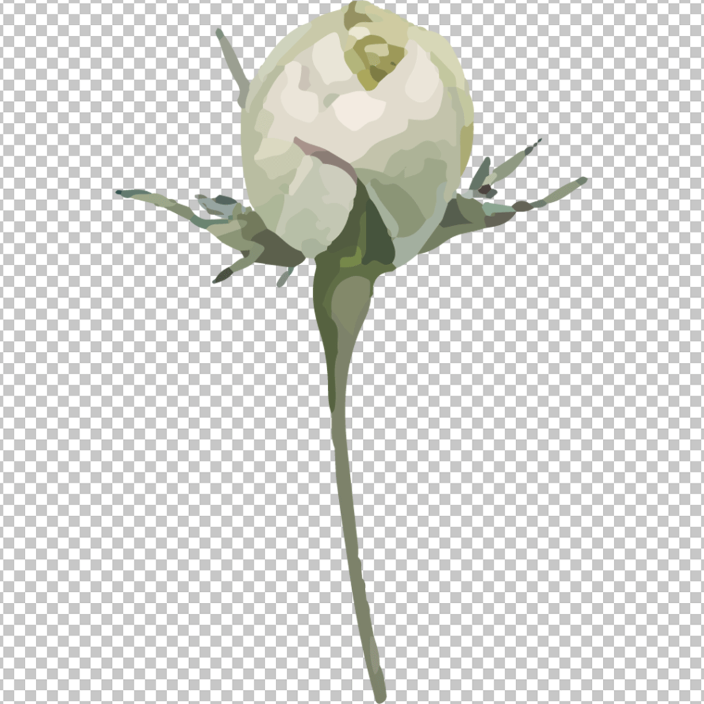 White tulip png image