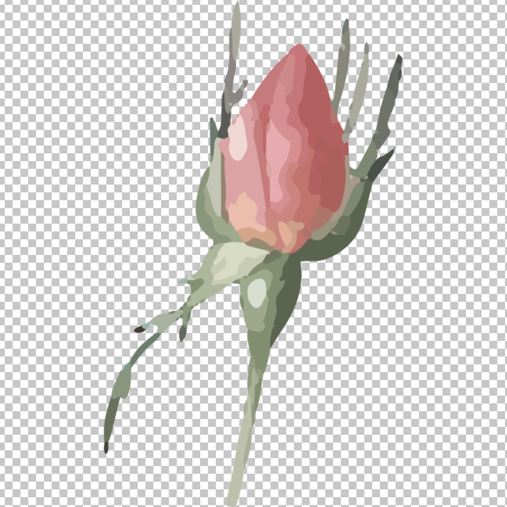 Tulip watercolor flower png image