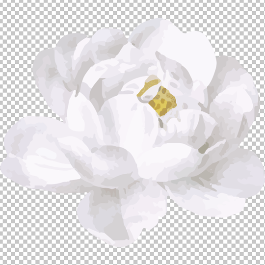 White Rose PNG image