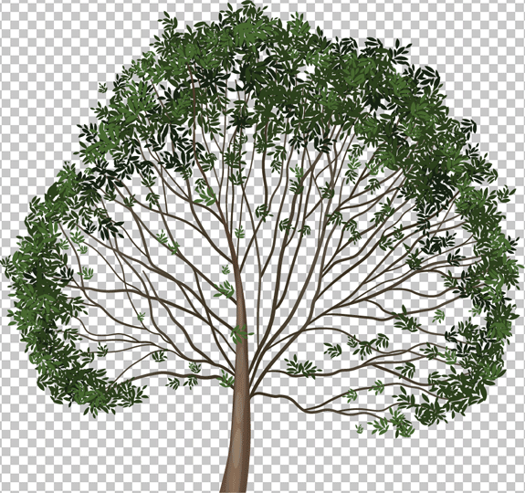 Big green tree png image