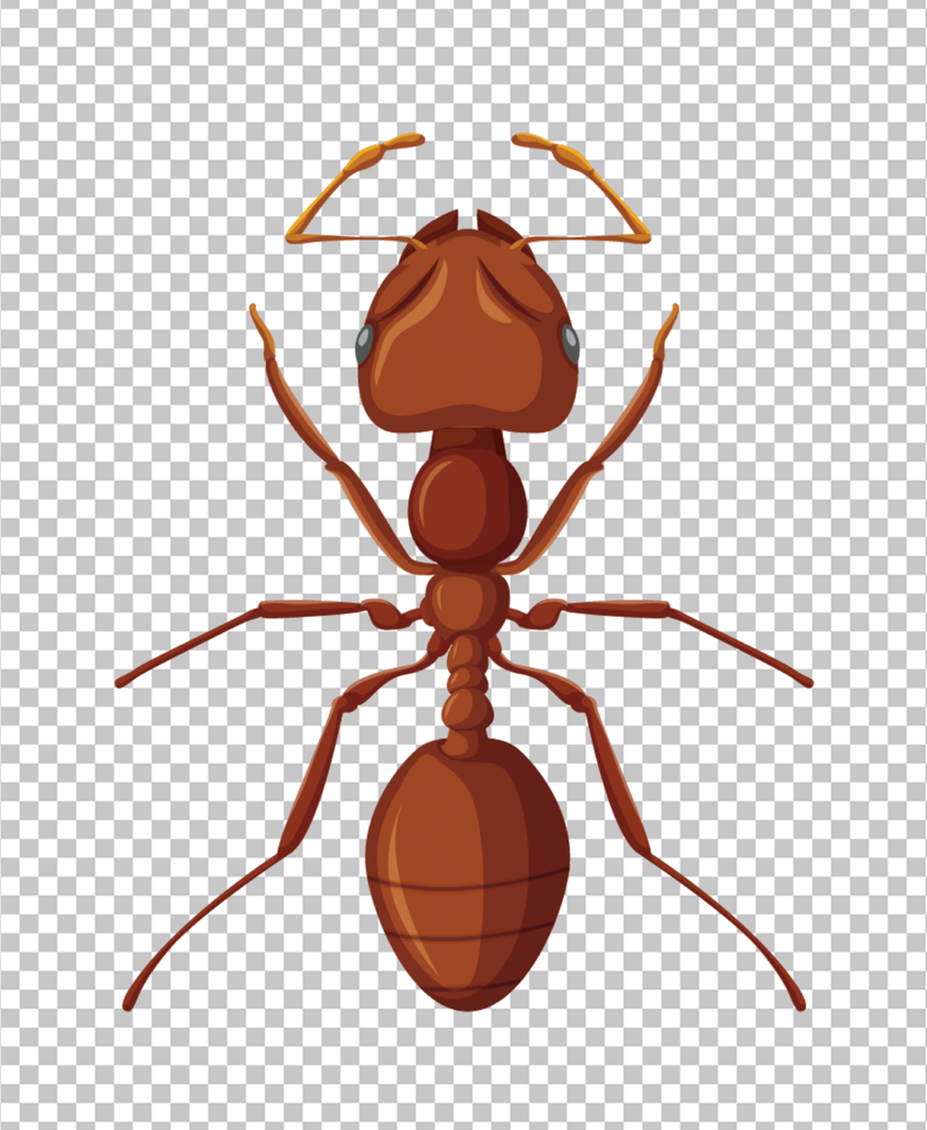 Brown Ant Png image