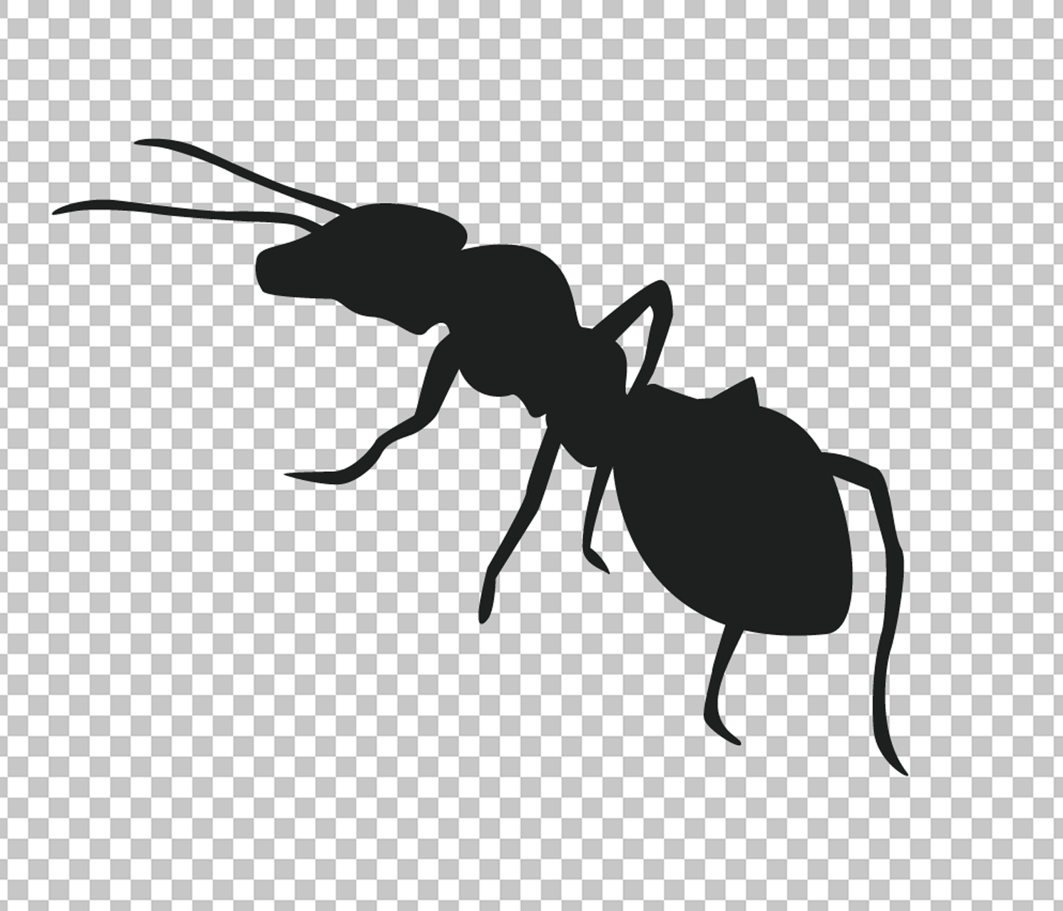 Black Ant Clipart