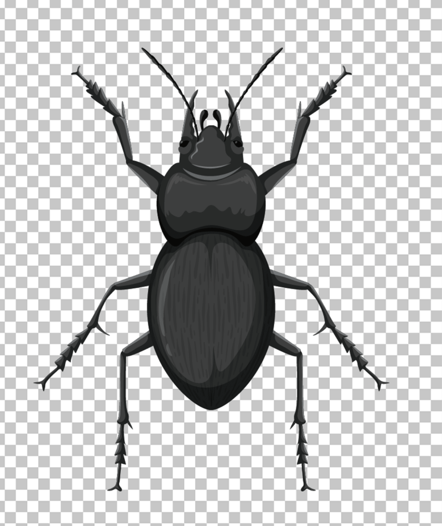 Black Carabidae Png image
