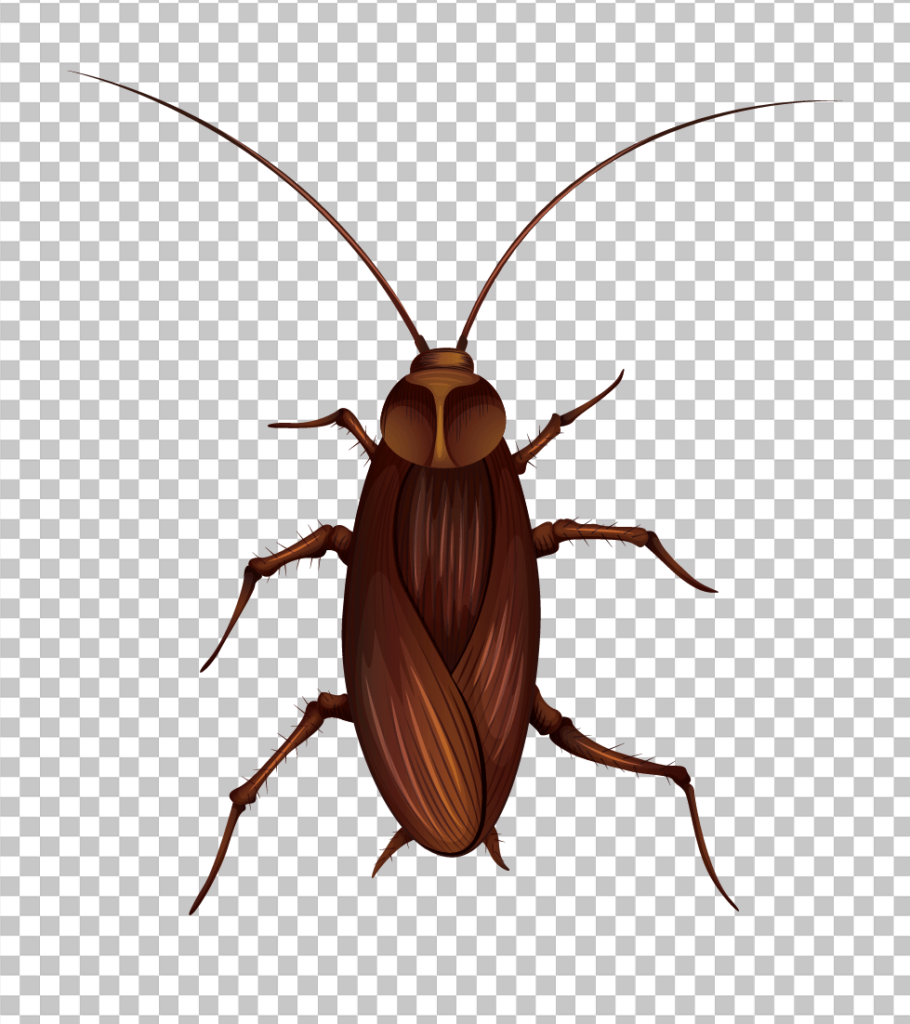 Cockroach PNG image