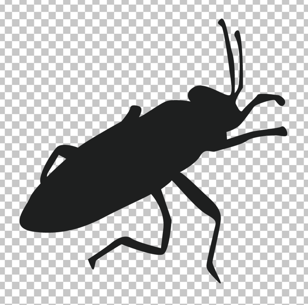 Black Vector cockroach
