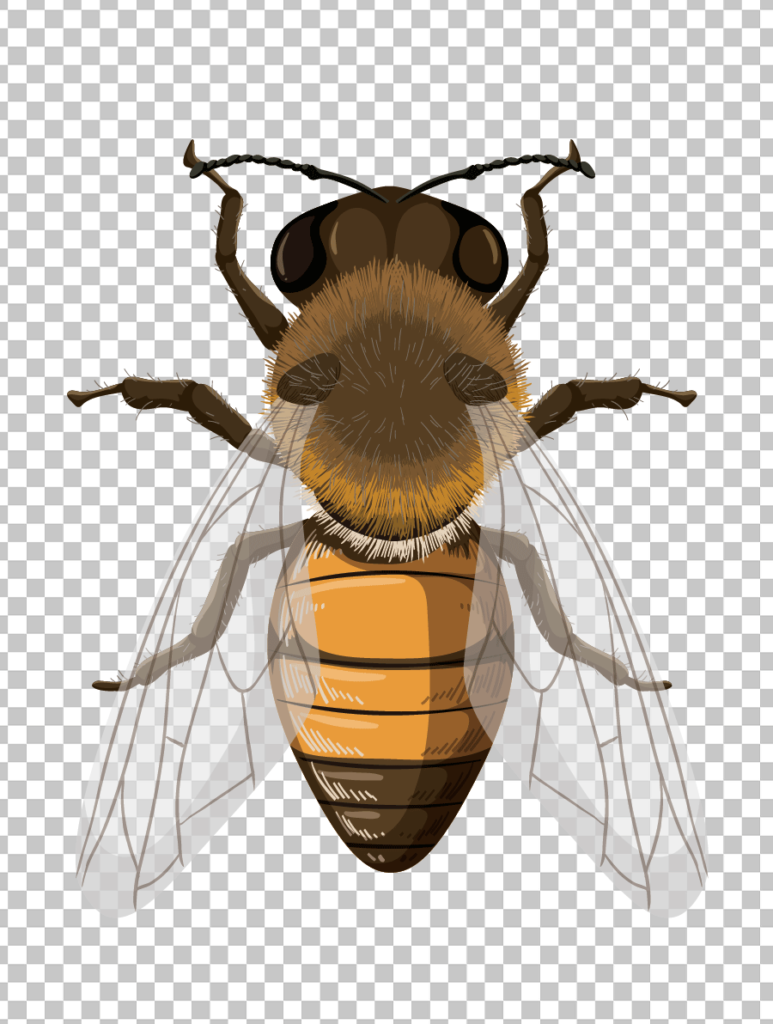 Honey Bee Png image