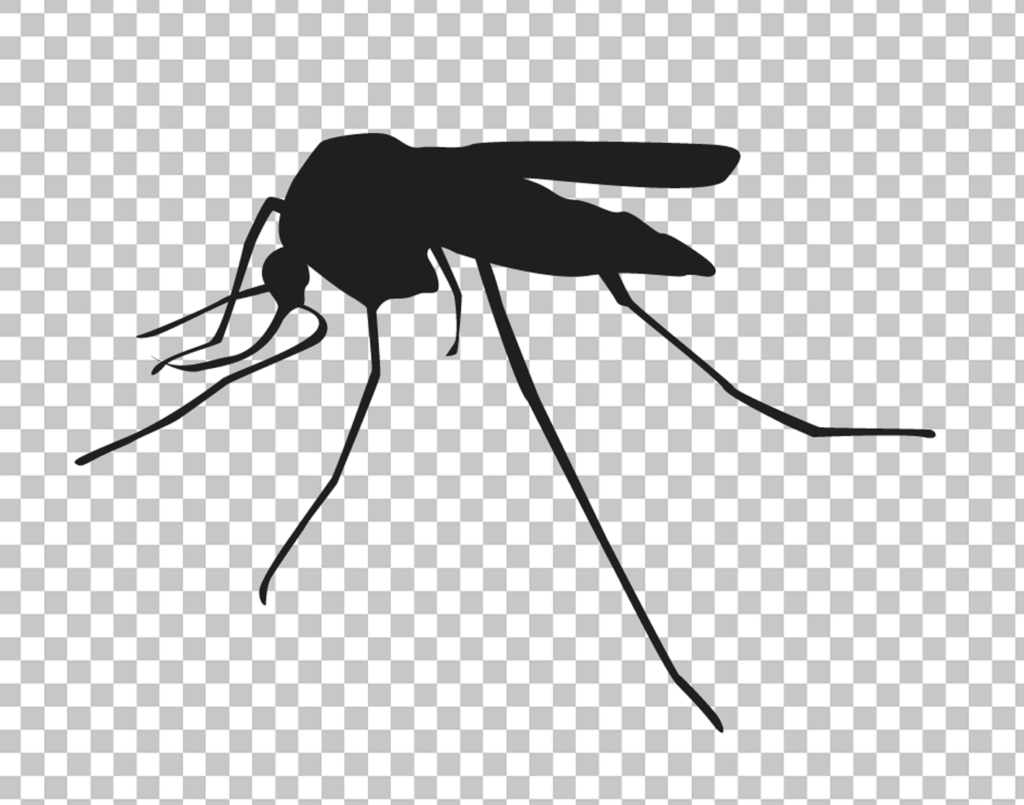 Black mosquito PNG image