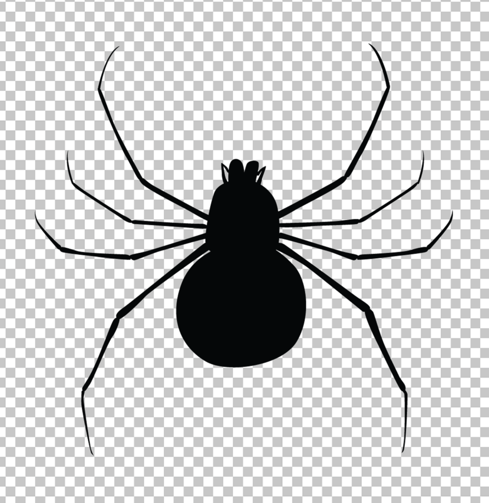 Black spider PNG image