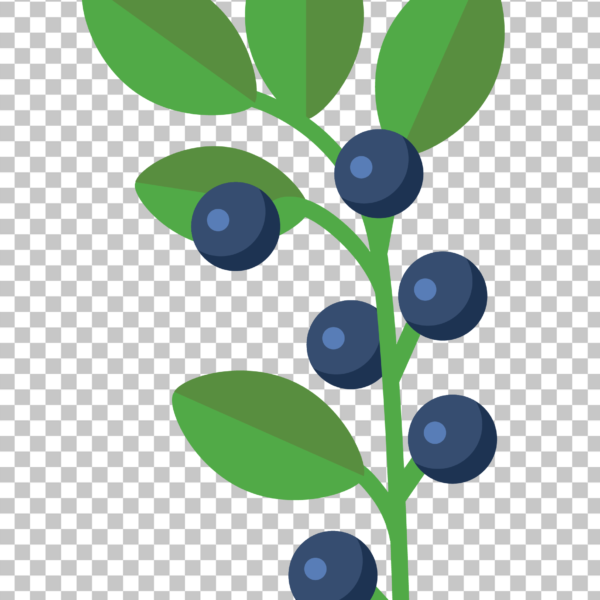 Blueberry Branch PNG Image with Transparent Background.